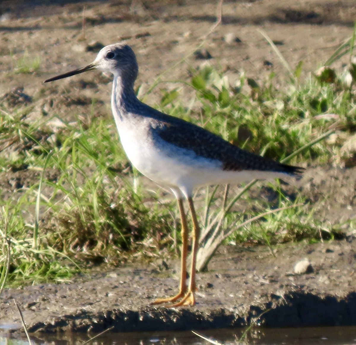 Greater Yellowlegs - ML646012904