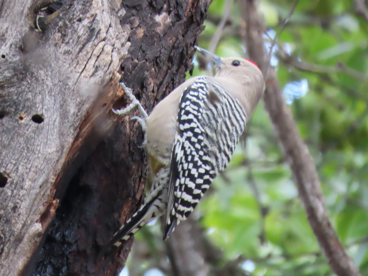 Gila Woodpecker - ML646012919