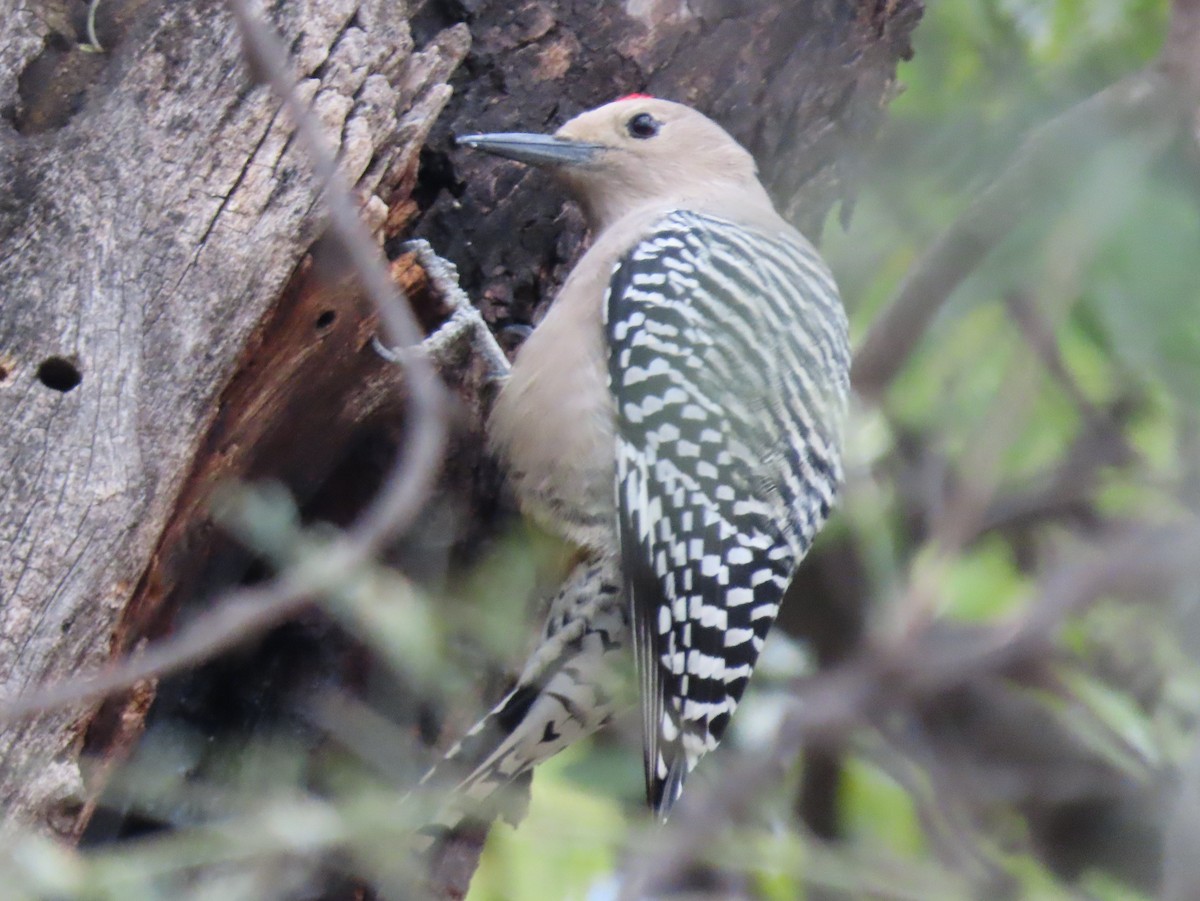 Gila Woodpecker - ML646012920