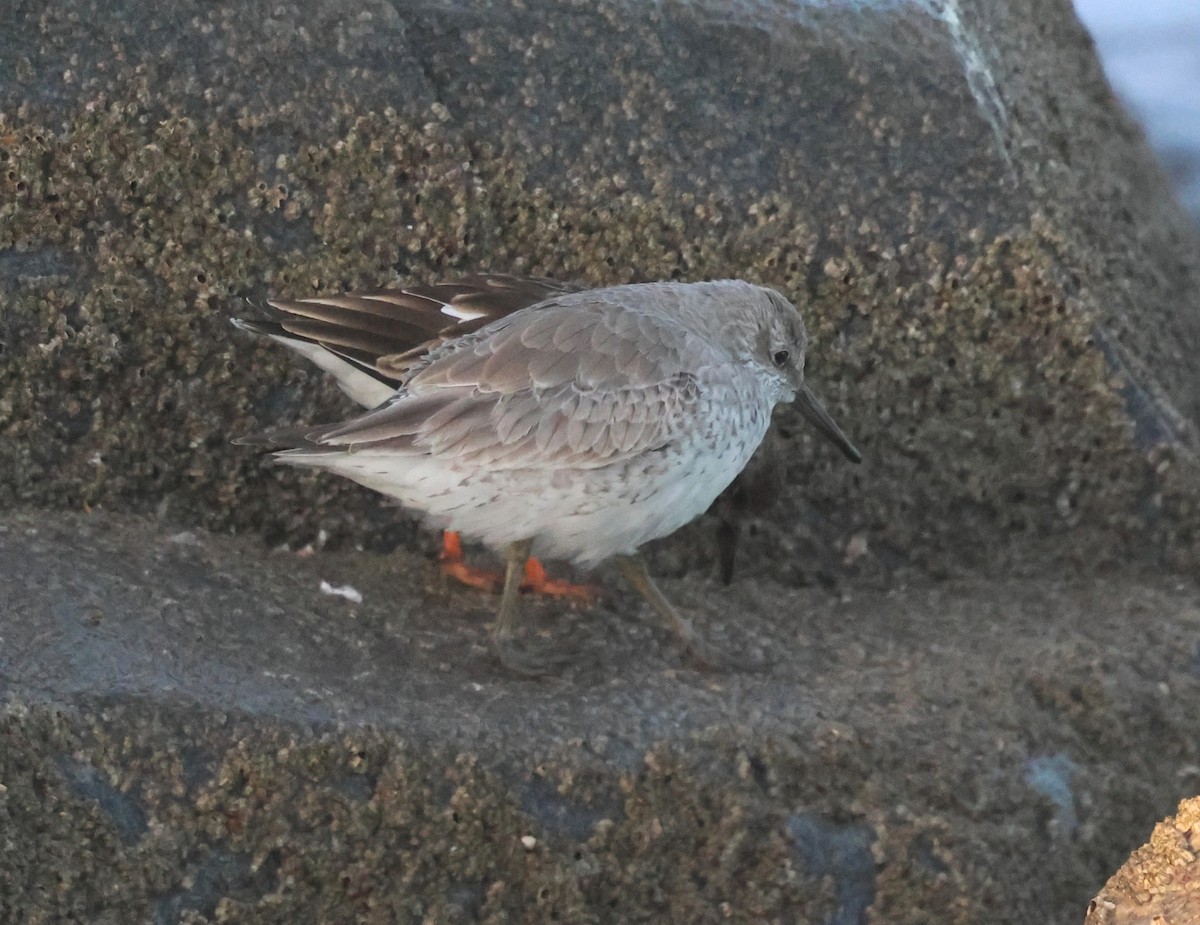 jespák rezavý - ML646012924