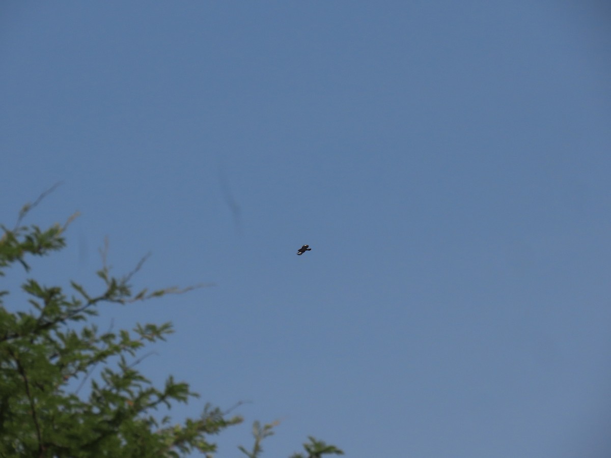 Verreaux's Eagle - ML646012930