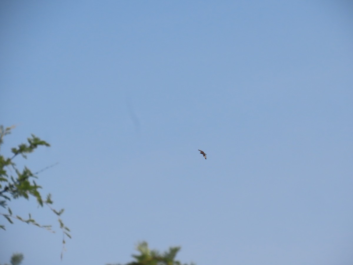 Verreaux's Eagle - ML646012932