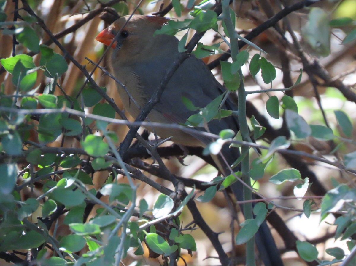 Northern Cardinal - ML646012937