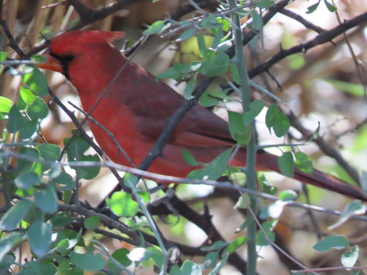 Northern Cardinal - ML646012938