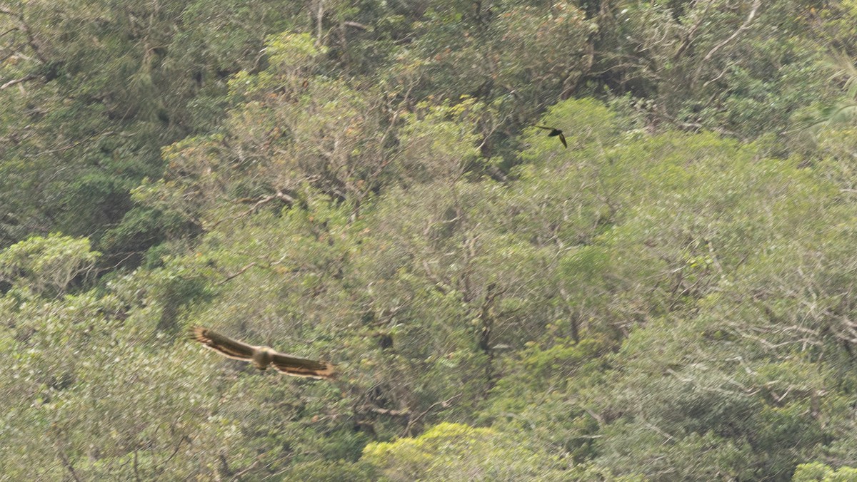 Philippine Spinetail - ML646012939