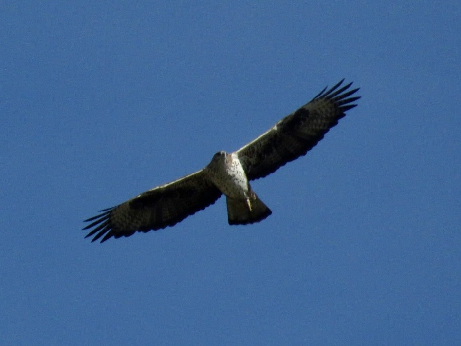 Bonelli's Eagle - ML646012945