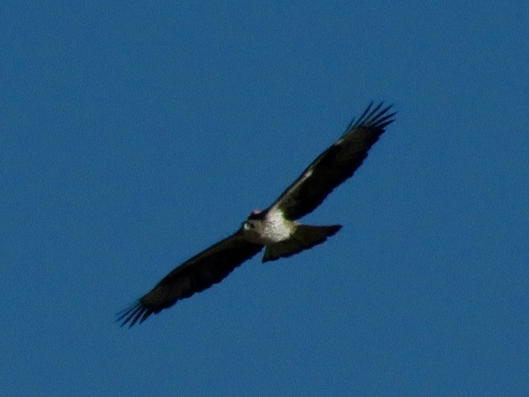 Bonelli's Eagle - ML646012946