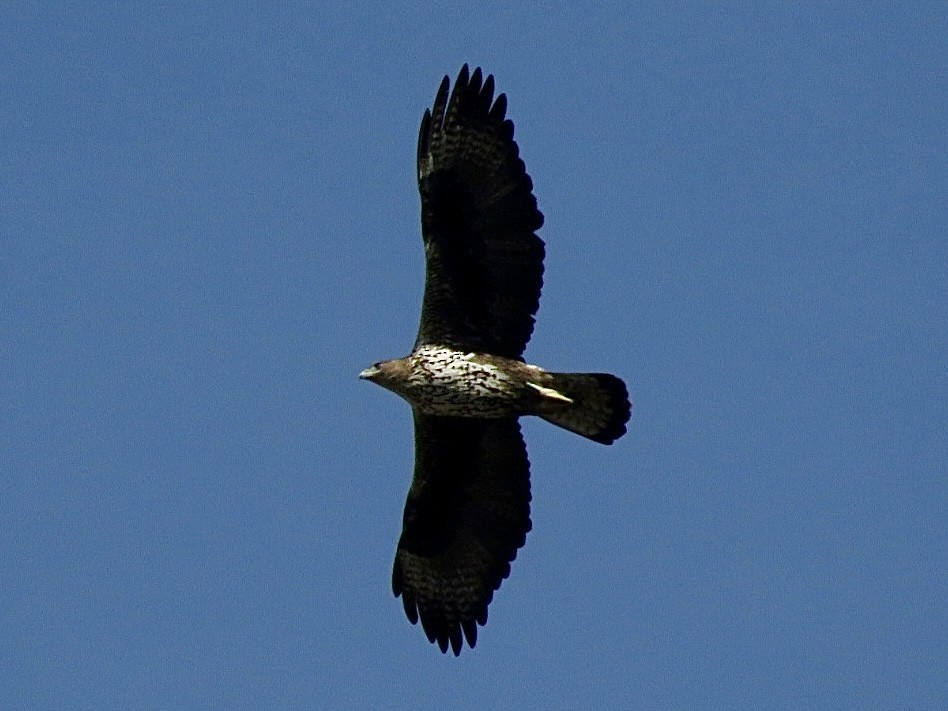 Bonelli's Eagle - ML646012947