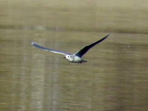 Little Gull - ML646012998