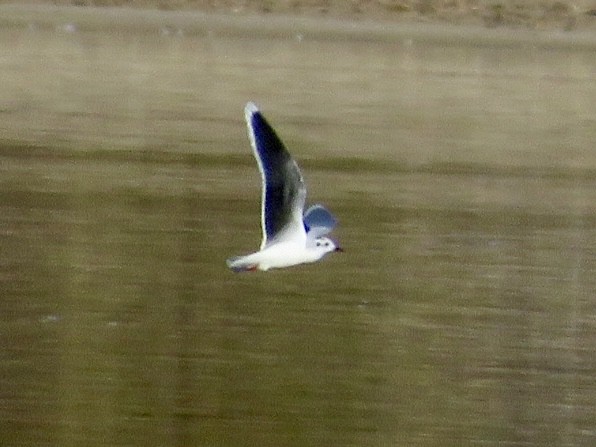 Little Gull - ML646012999