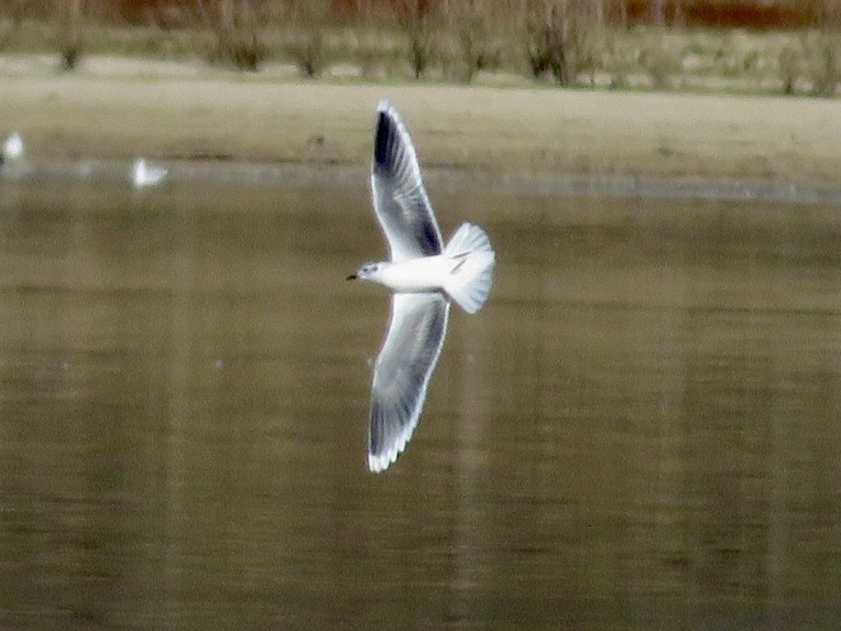 Little Gull - ML646013000