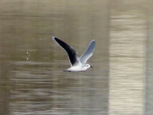 Little Gull - ML646013001