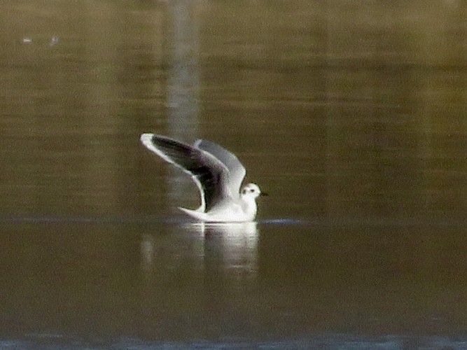 Little Gull - ML646013002