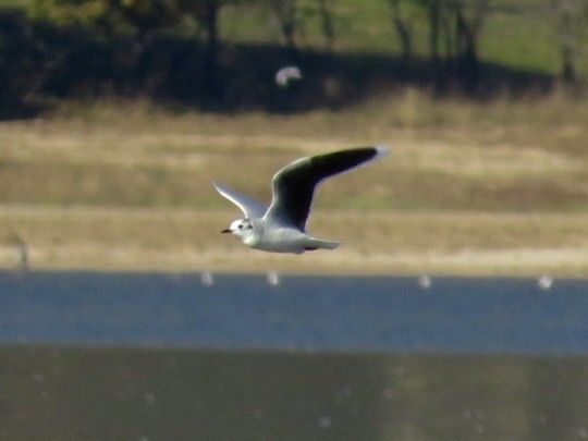 Little Gull - ML646013003