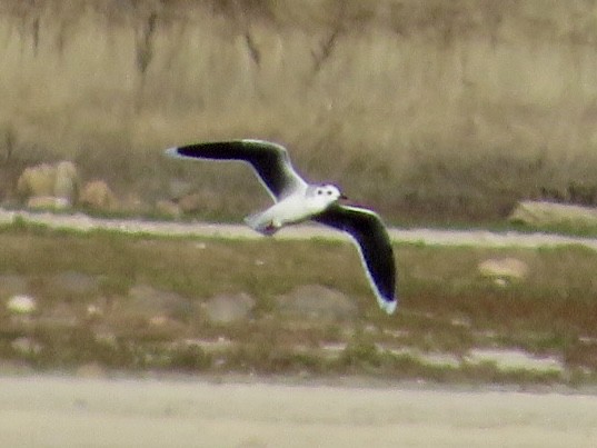 Little Gull - ML646013004