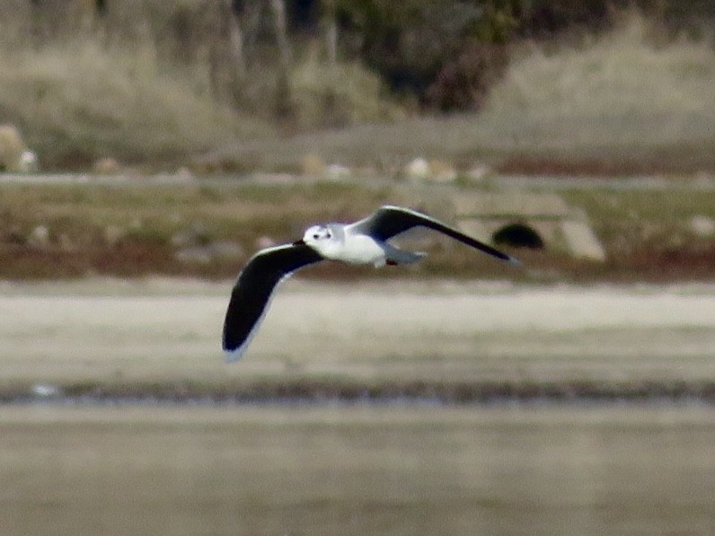 Little Gull - ML646013005