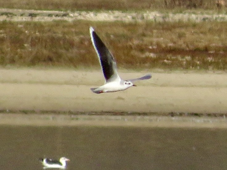 Little Gull - ML646013006