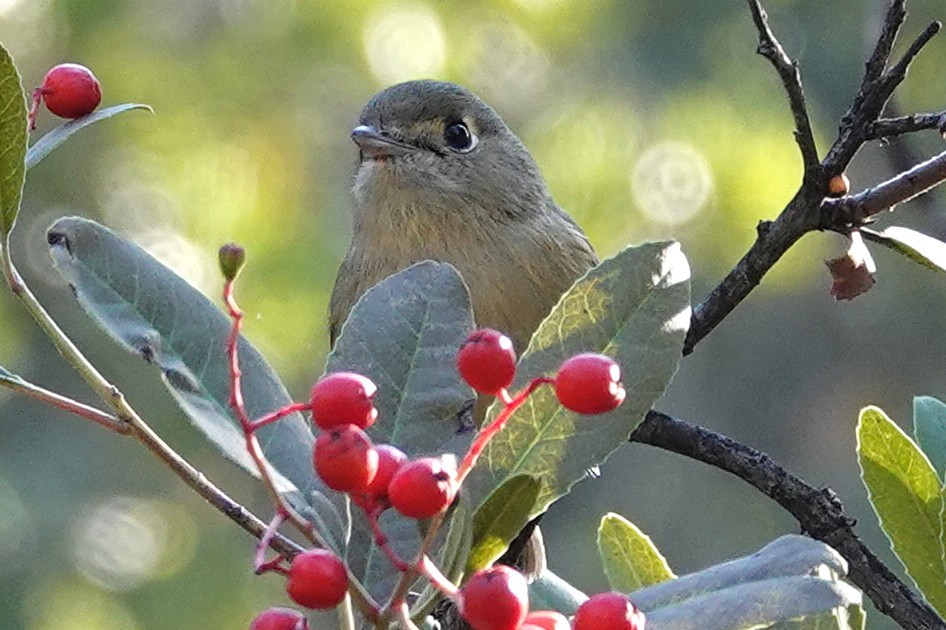 Hutton's Vireo - ML646013007