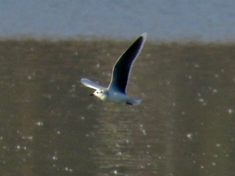 Little Gull - ML646013008