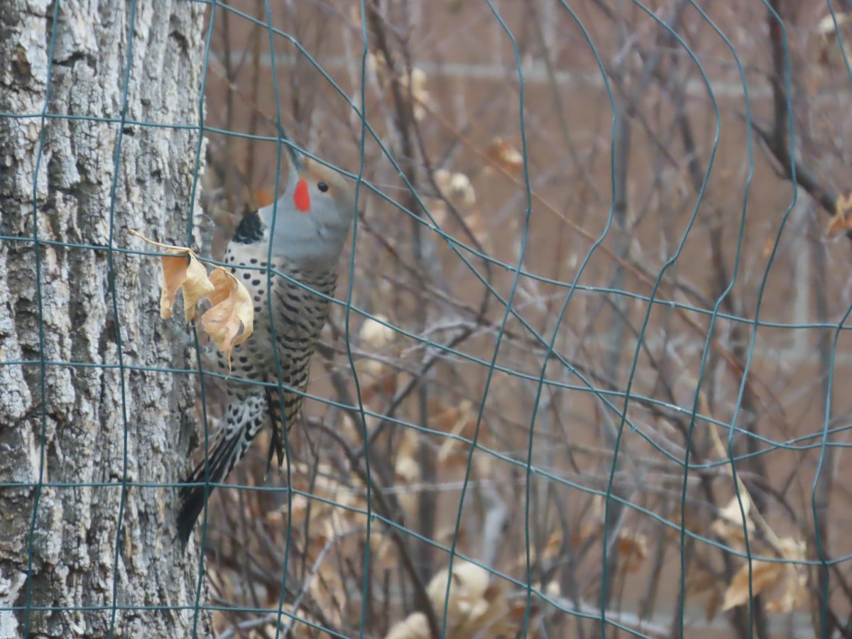 Northern Flicker - ML646013011