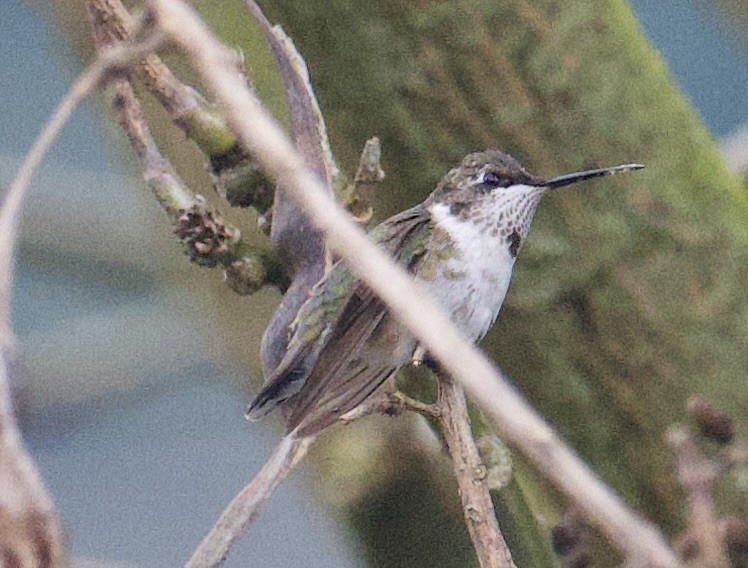 Рубиновогорлый колибри - ML646013024