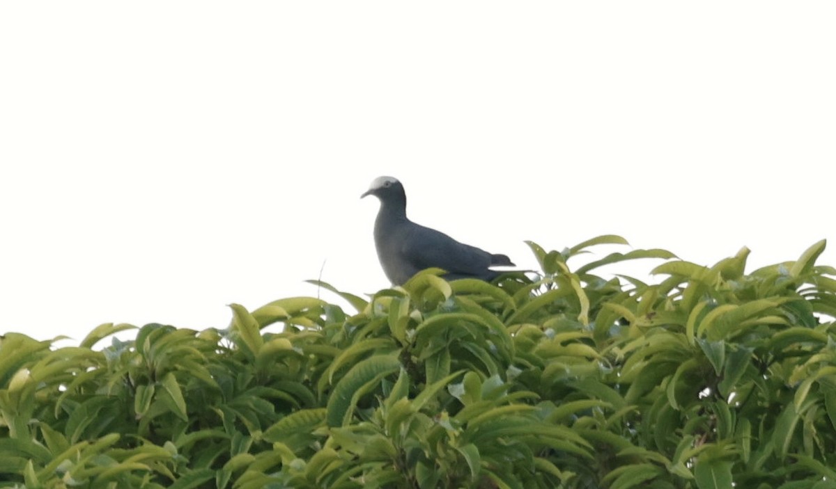 White-crowned Pigeon - ML646013026