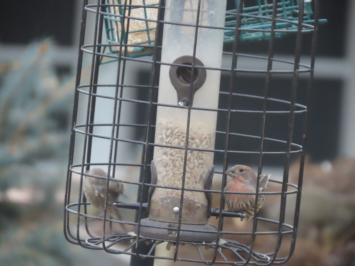 House Finch - ML646013032