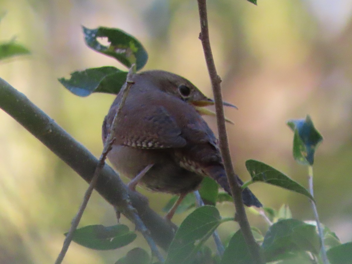 Northern House Wren - ML646013037