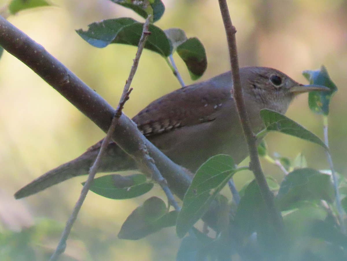 Northern House Wren - ML646013038