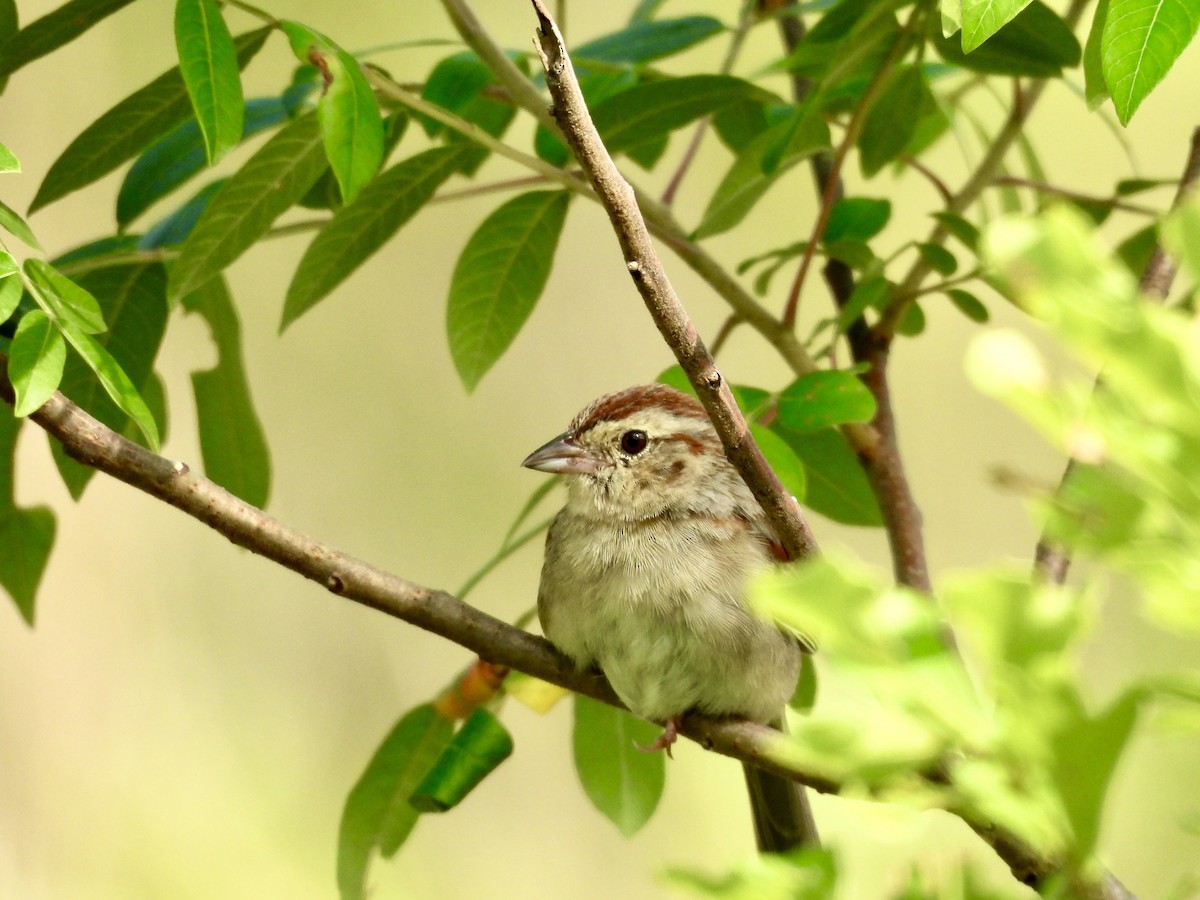 Bachman's Sparrow - ML646013041