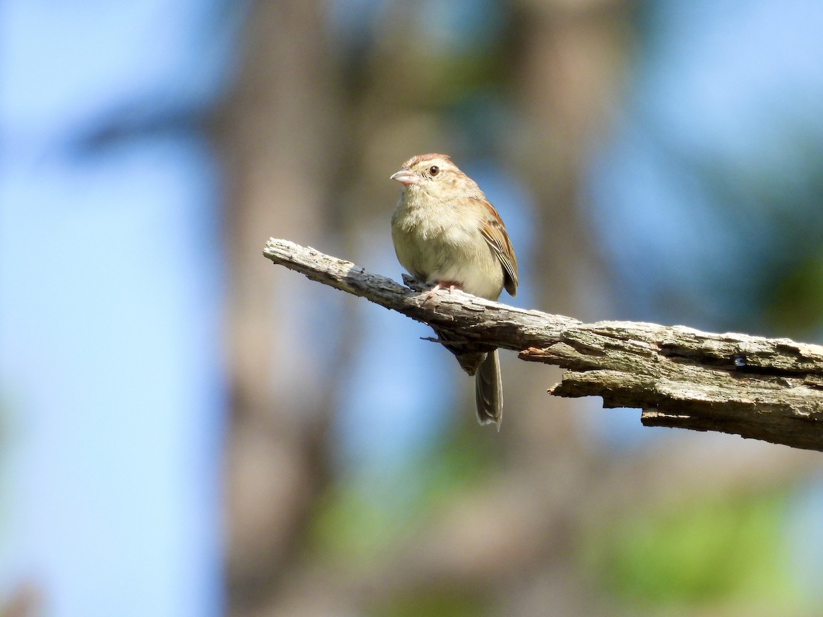 Bachman's Sparrow - ML646013042