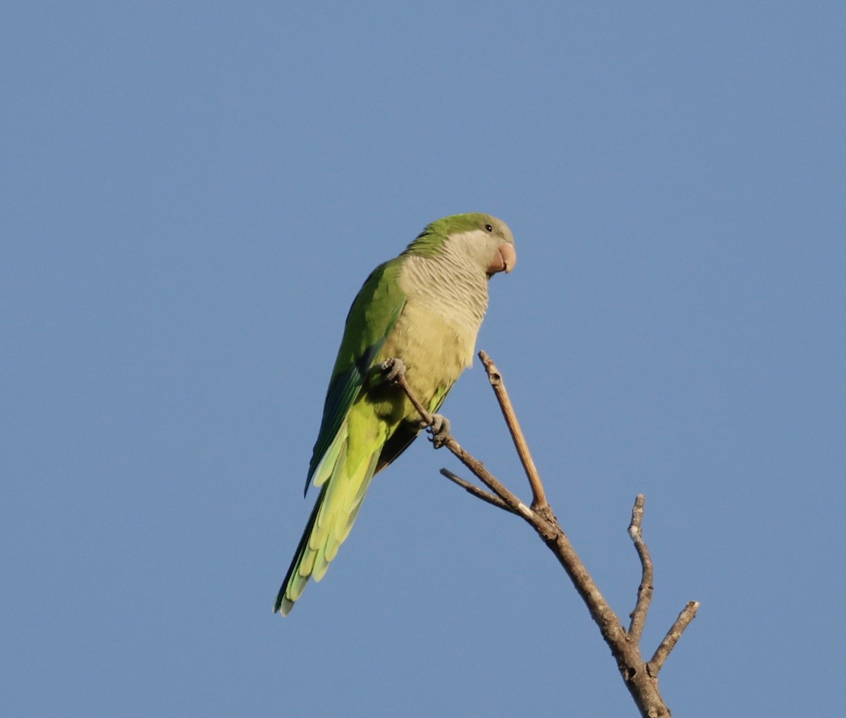 Mönchssittich - ML646013057