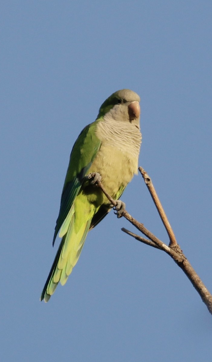 Mönchssittich - ML646013058