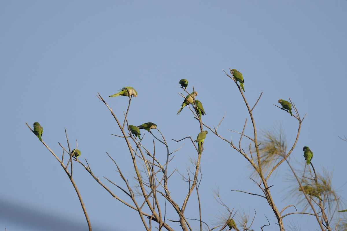 Mönchssittich - ML646013059