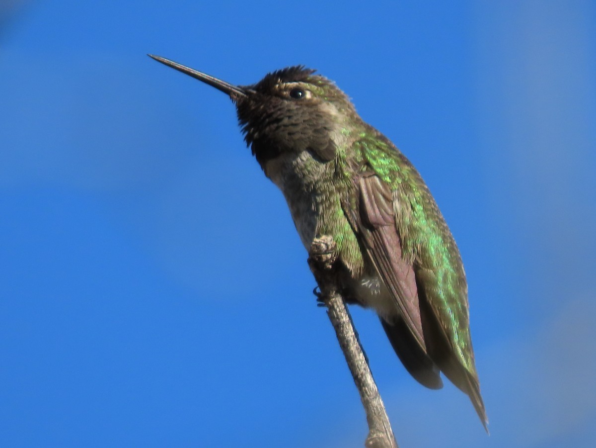 Anna's Hummingbird - ML646013060
