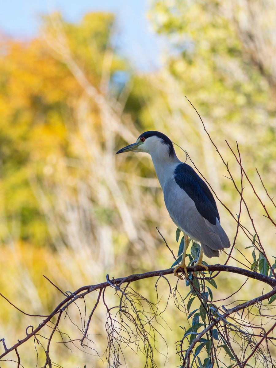 Black-crowned Night Heron - ML646013061