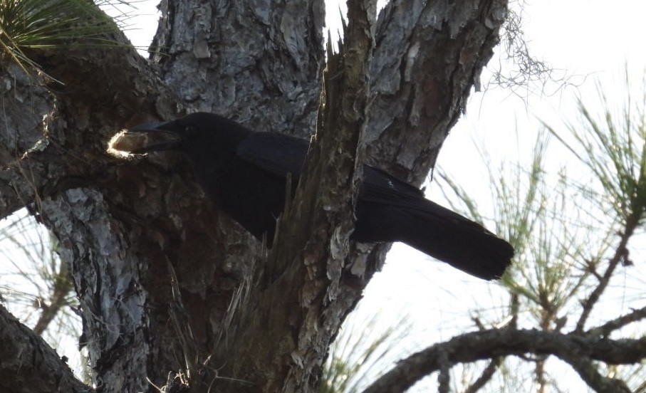 amerikakråke - ML646013068