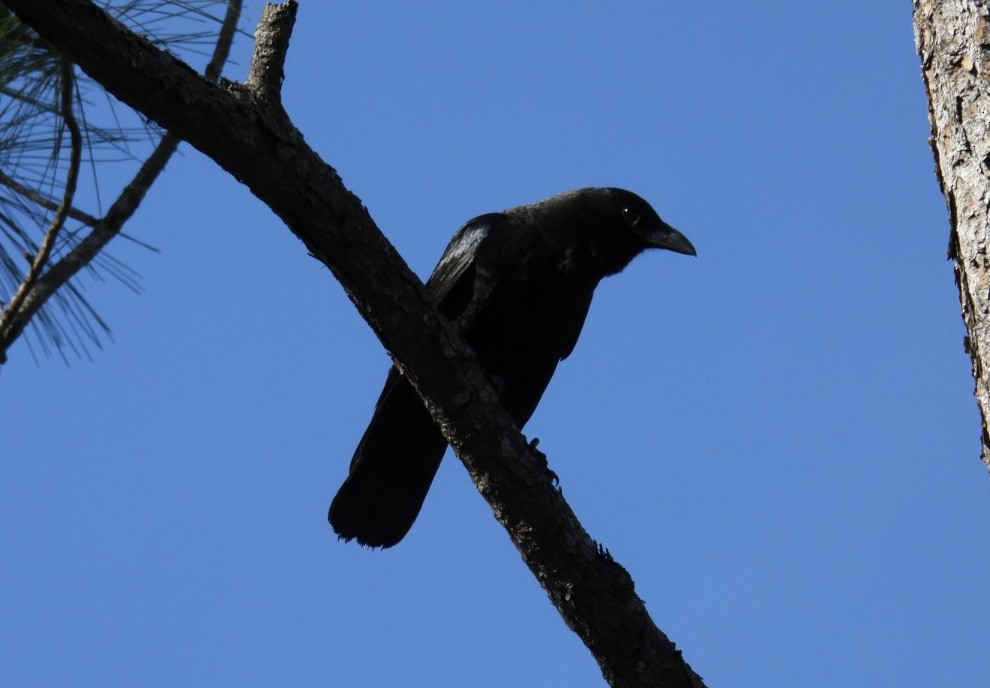 amerikakråke - ML646013069