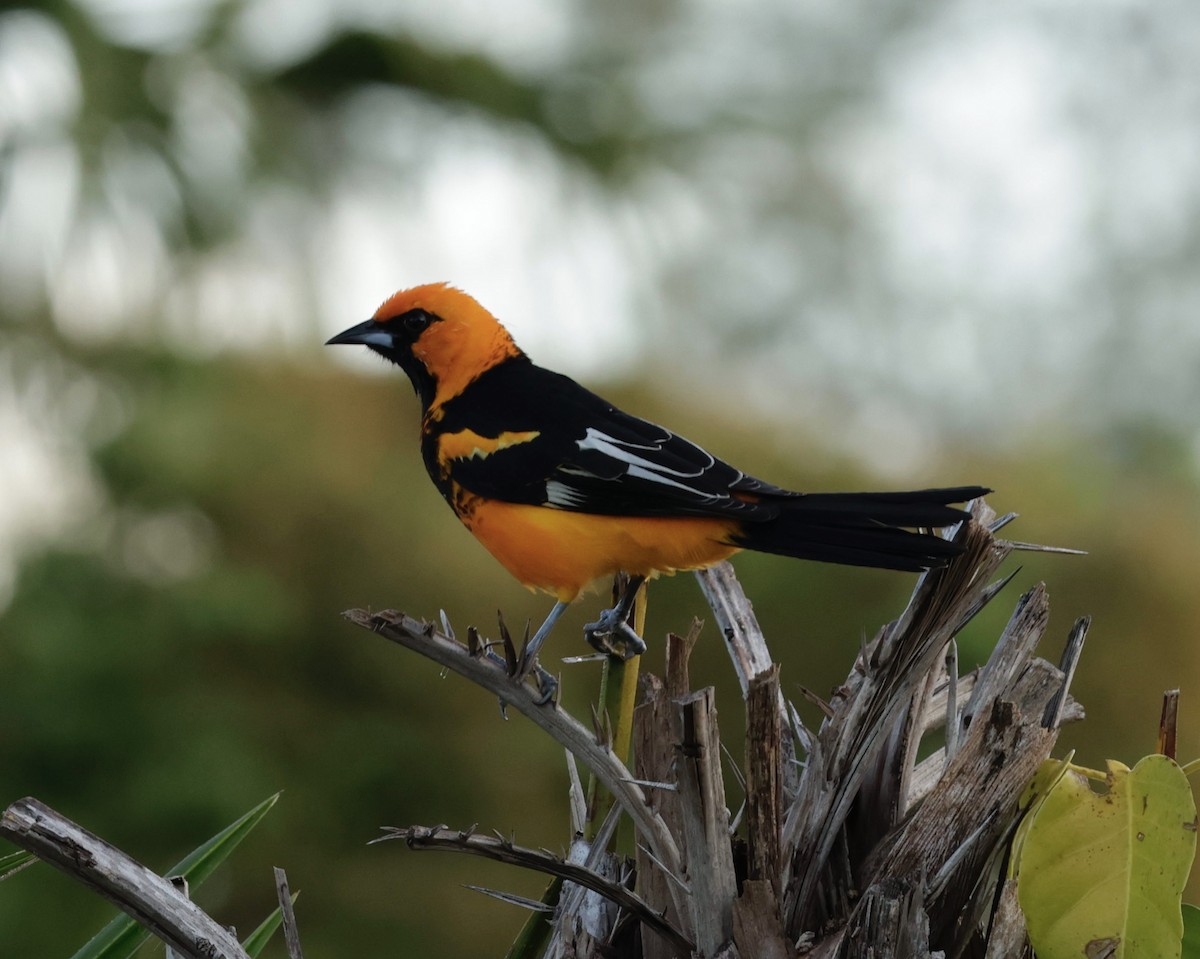 Spot-breasted Oriole - ML646013071
