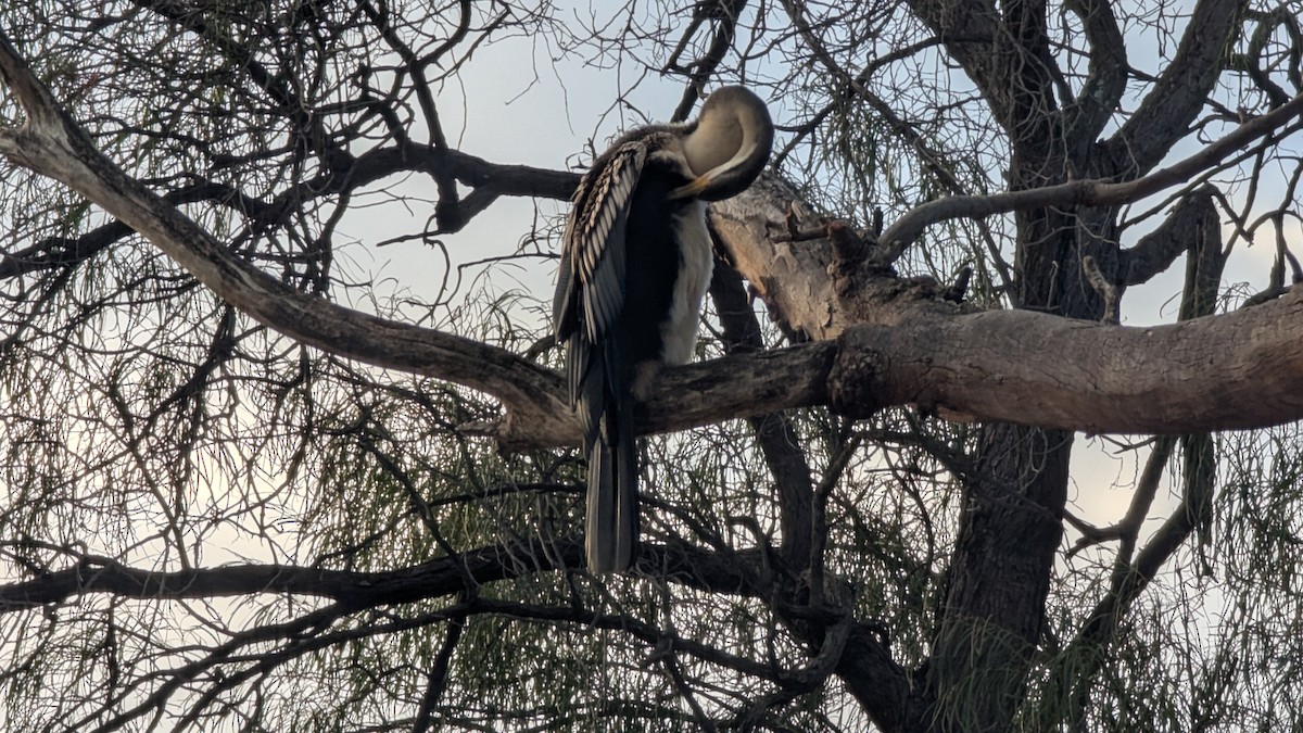 Australasian Darter - ML646013080
