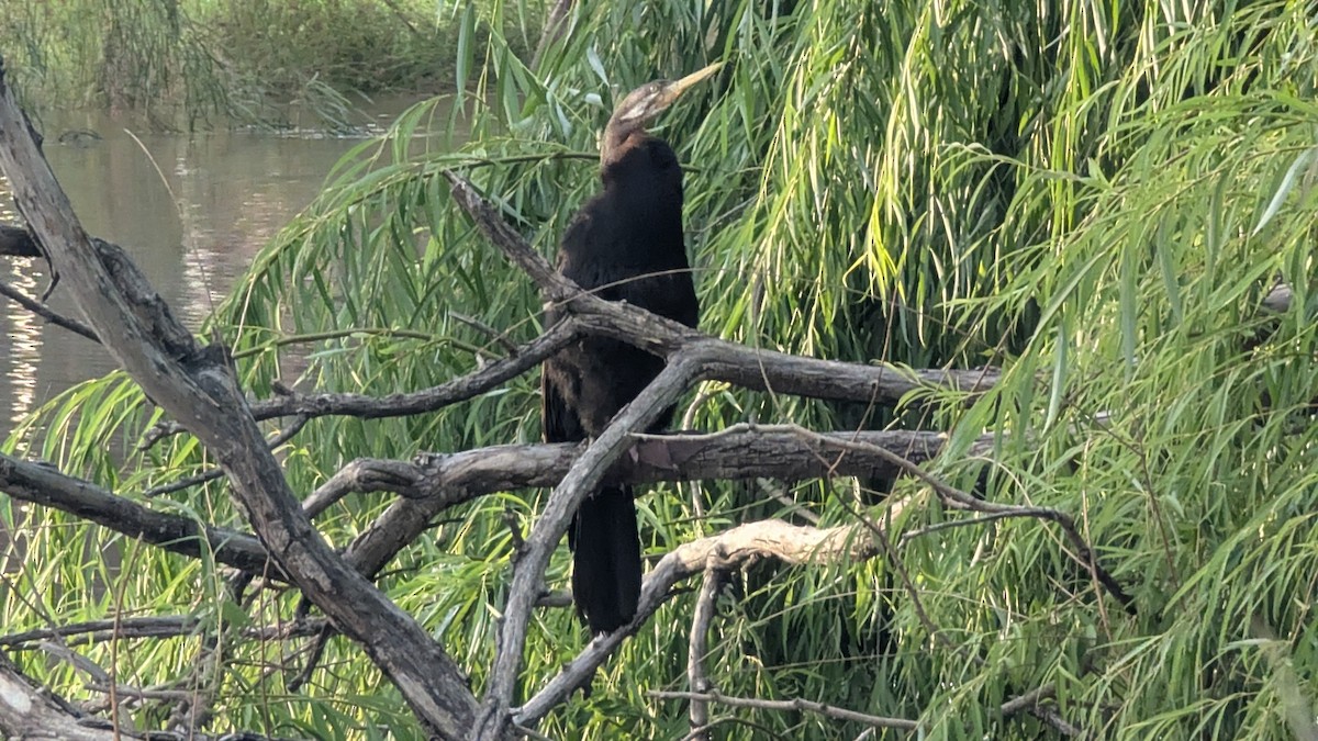Australasian Darter - ML646013081