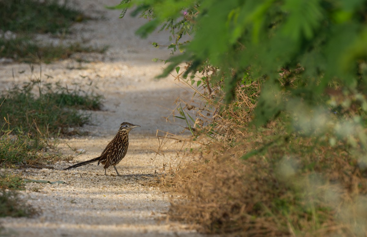 Lesser Roadrunner - ML646013086