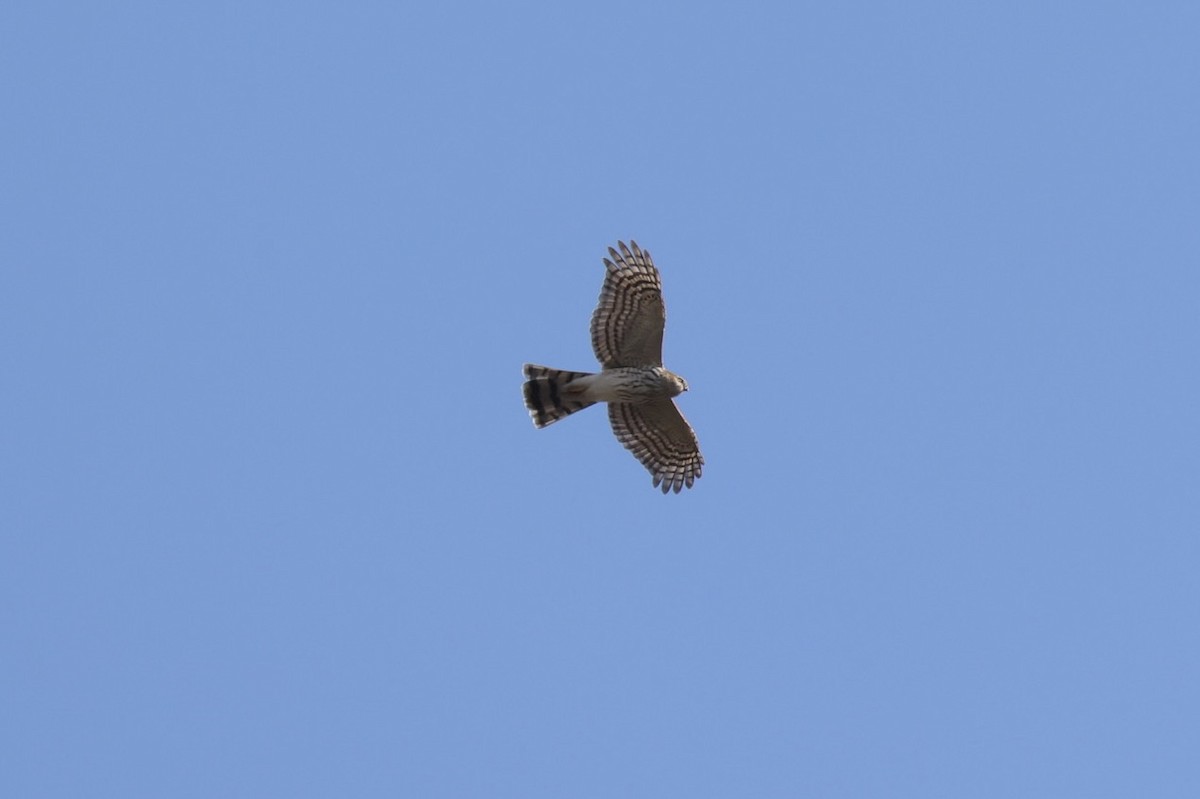 Sharp-shinned Hawk - ML646013108