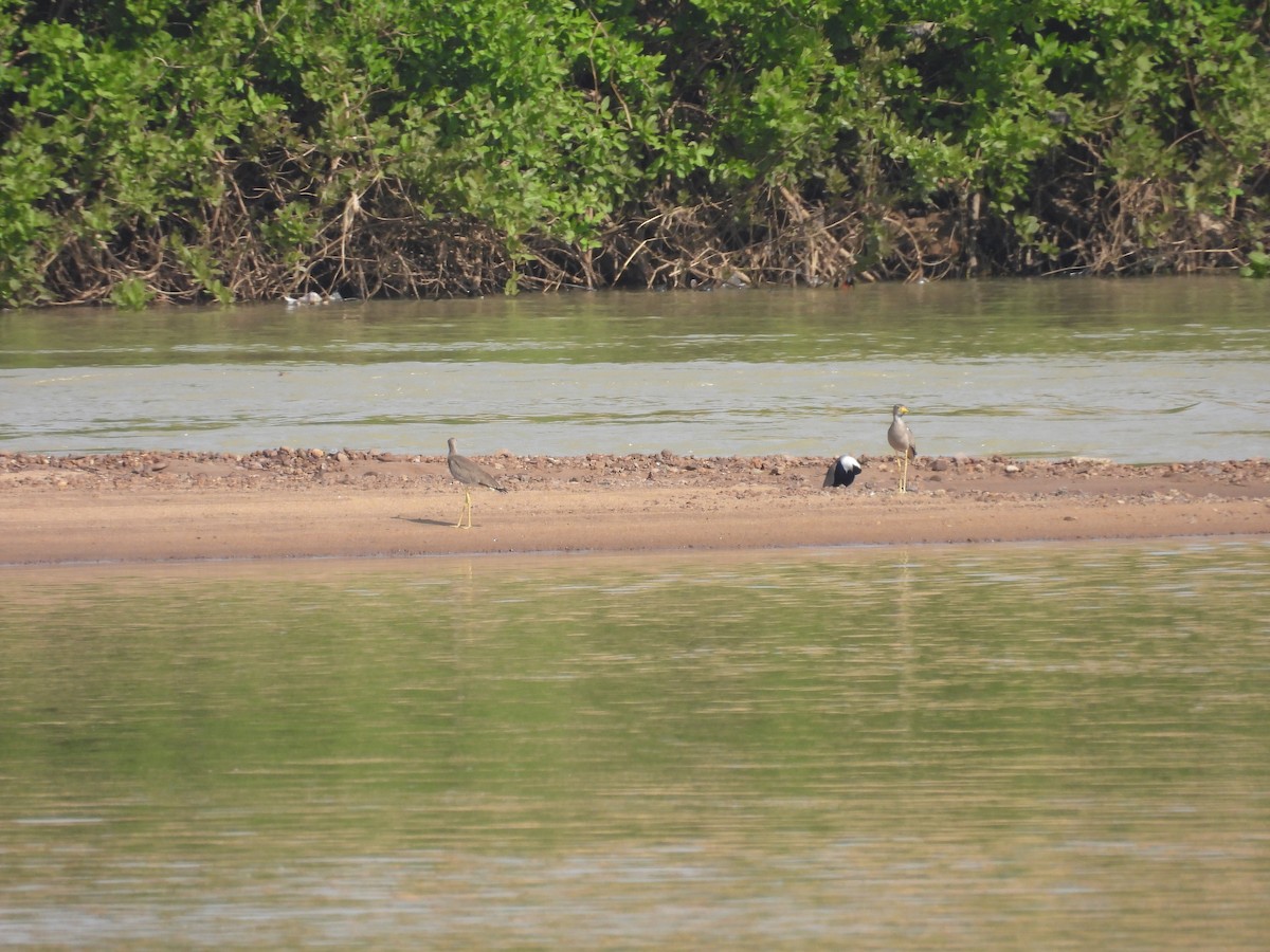 Vanneau à éperons - ML646013112