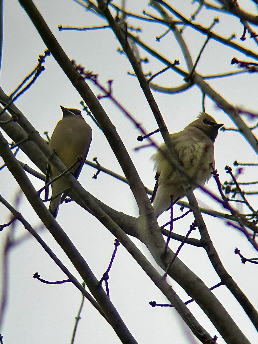 Cedar Waxwing - ML646013118