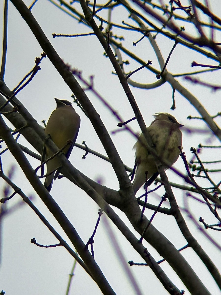 Cedar Waxwing - ML646013119