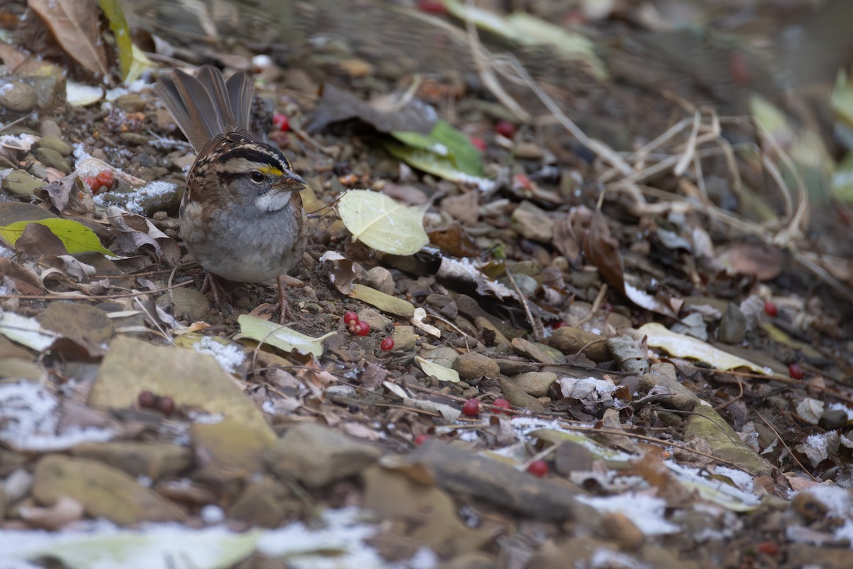 ノドジロシトド - ML646013120