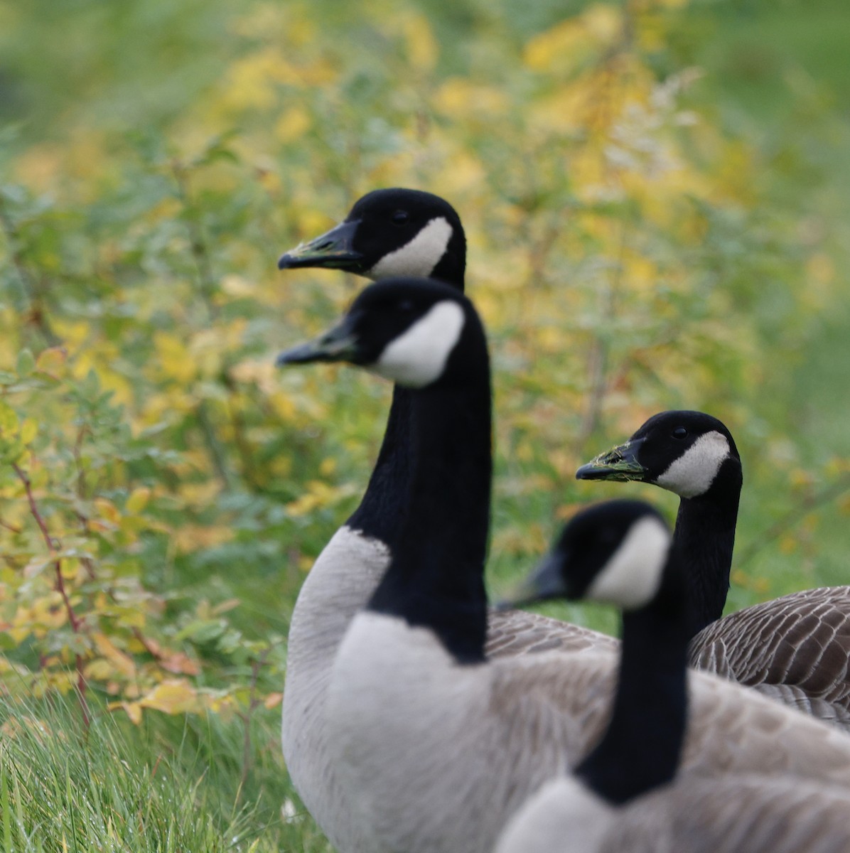 ברנטה קנדית - ML646013122