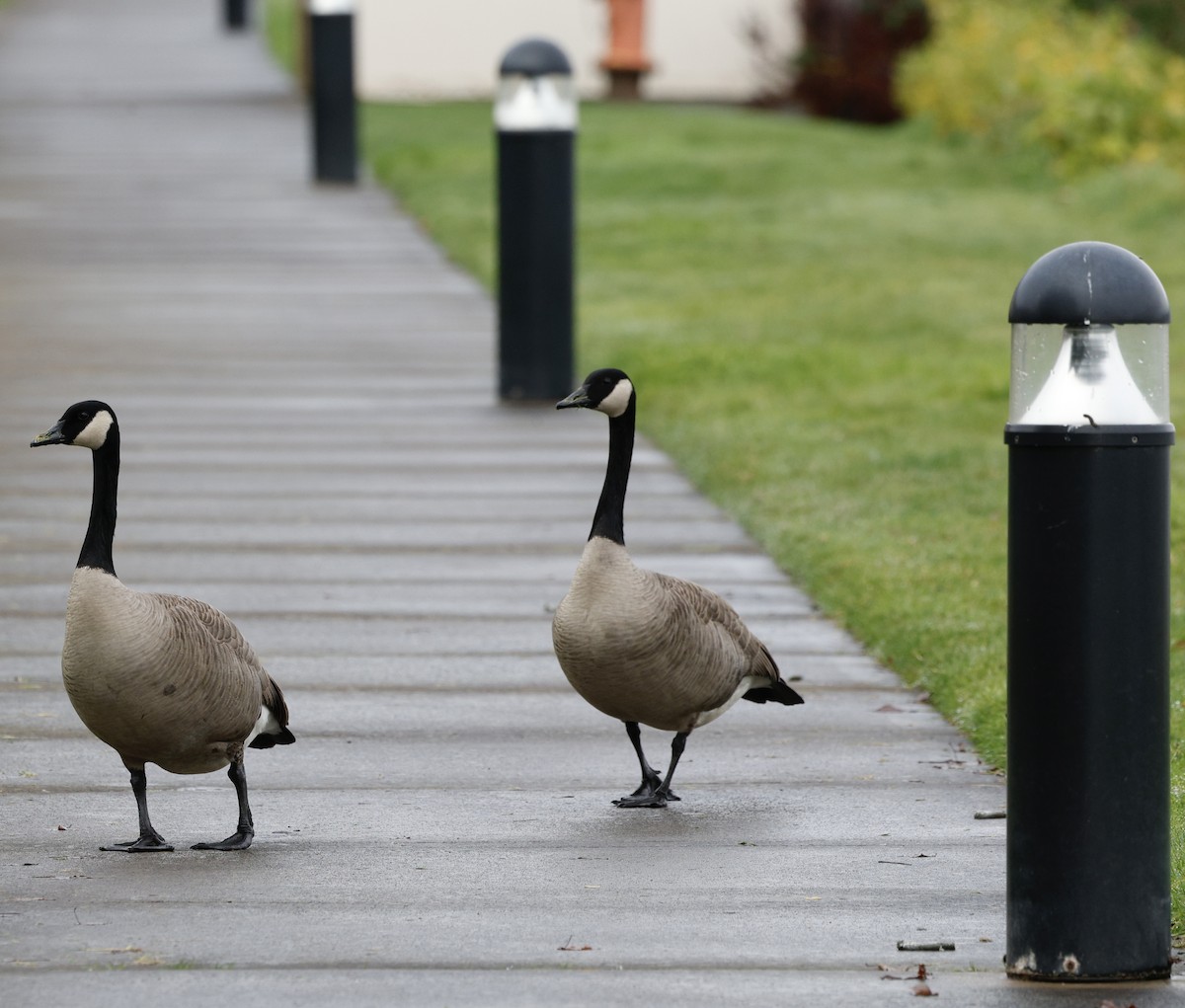 ברנטה קנדית - ML646013123
