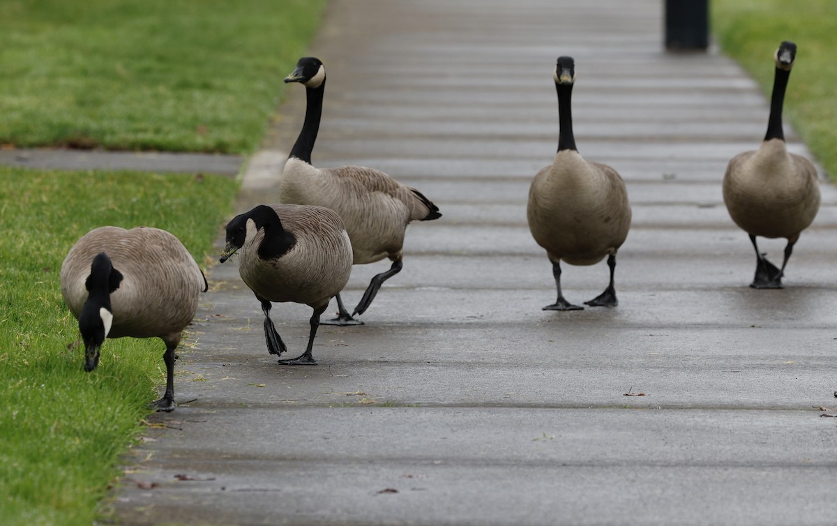ברנטה קנדית - ML646013124